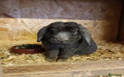 Mini Lop rabbits for sale: Plush mini lops  - Image 9