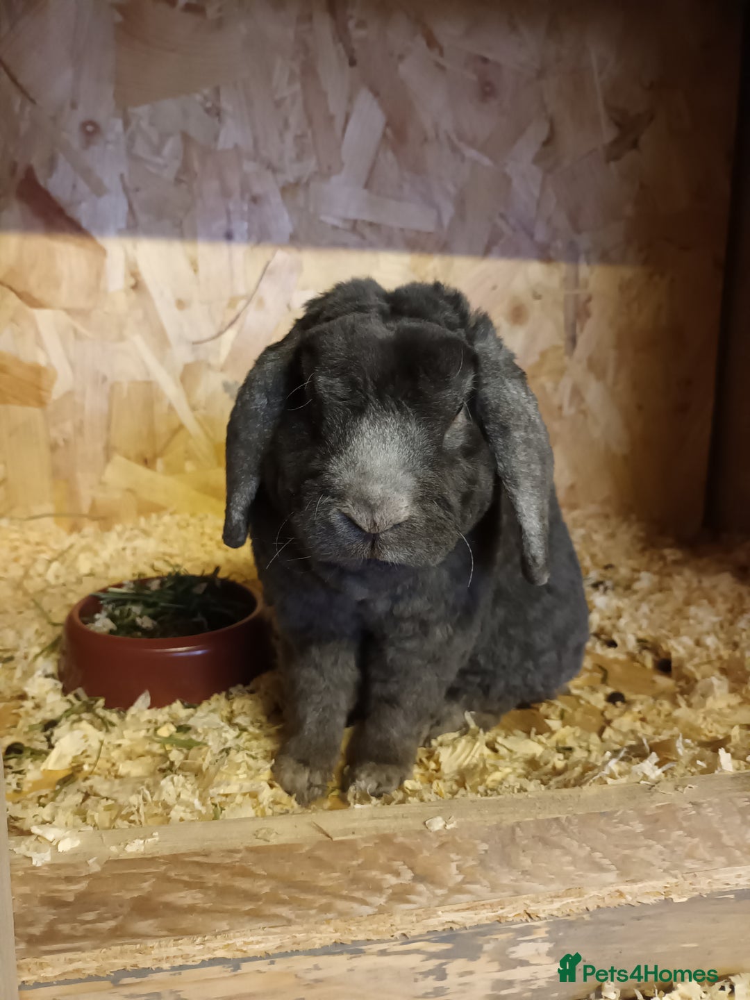 Mini Lop rabbits for sale: Plush mini lops  - Image 9