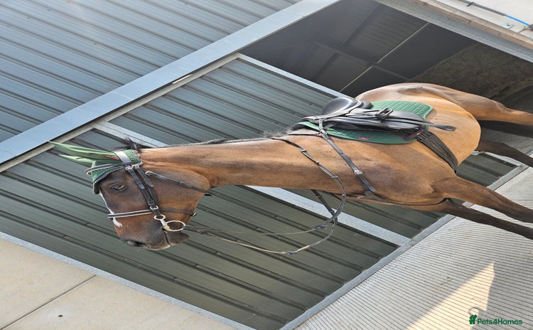 English Thoroughbred horses - Advert 7