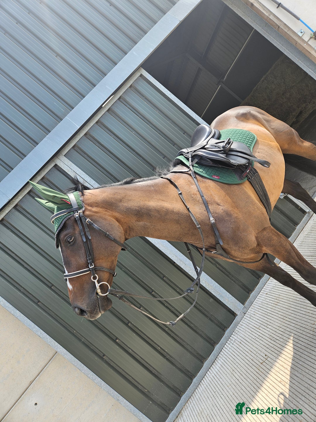 English Thoroughbred horses for sale: Beautiful tb gelding for sale - Image 1