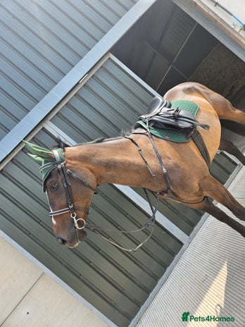 English Thoroughbred horses - Advert 1