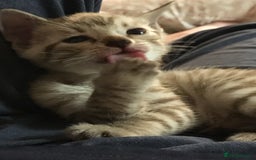Bengal cats for sale: Oscar Wolfy Thor Rain - Image 4