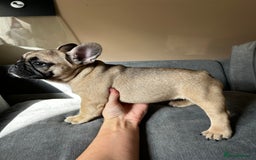 French Bulldog dogs for sale: KC, standard colours French Bulldog puppies🐾 - Image 32