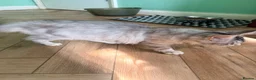 Maine Coon cats for sale: one left Tica registered mainecoon kittens - Advert 4