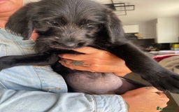 Labradoodle dogs for sale: F1 labradoodles  - Image 18