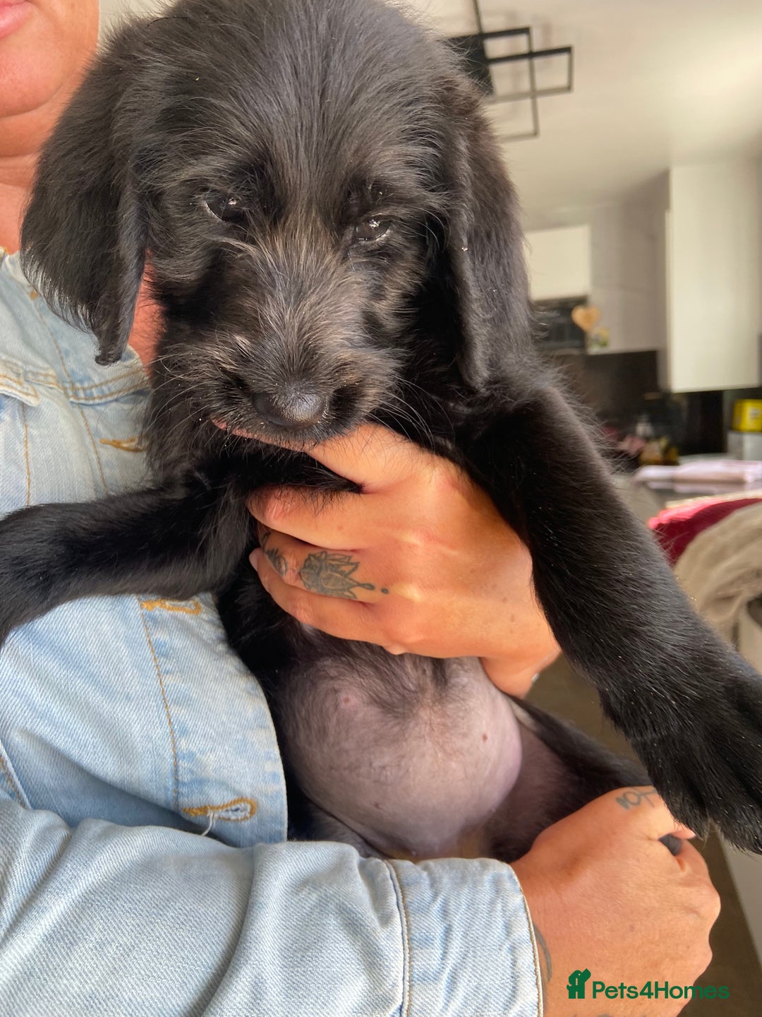 Labradoodle dogs for sale: F1 labradoodles  - Image 18
