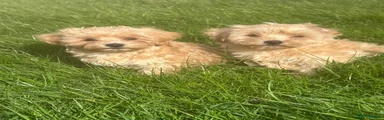 Maltipoo 1