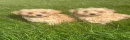Maltipoo dogs for sale: Maltipoo boys ready now  - Advert 3