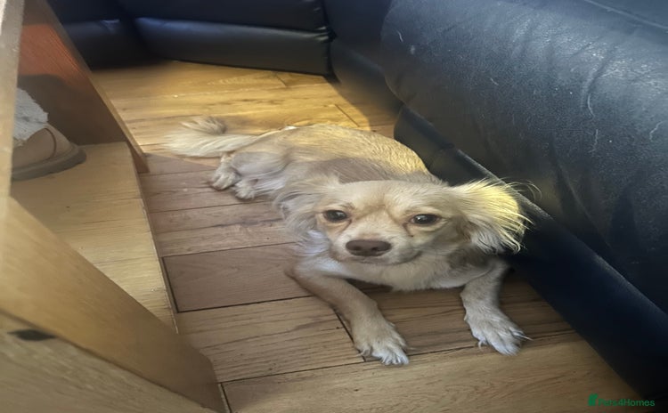 Chihuahua dogs Long haired chihuahua  - Advert 1