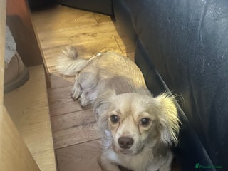 Chihuahua dogs for sale: Long haired chihuahua - Advert 1