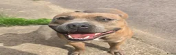 Staffordshire Bull Terrier dogs for stud: Stunning Staffy Enzo - Advert 2