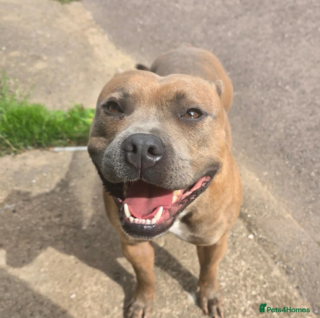 Staffordshire Bull Terrier dogs for stud: Stunning Staffy Enzo - Advert 2