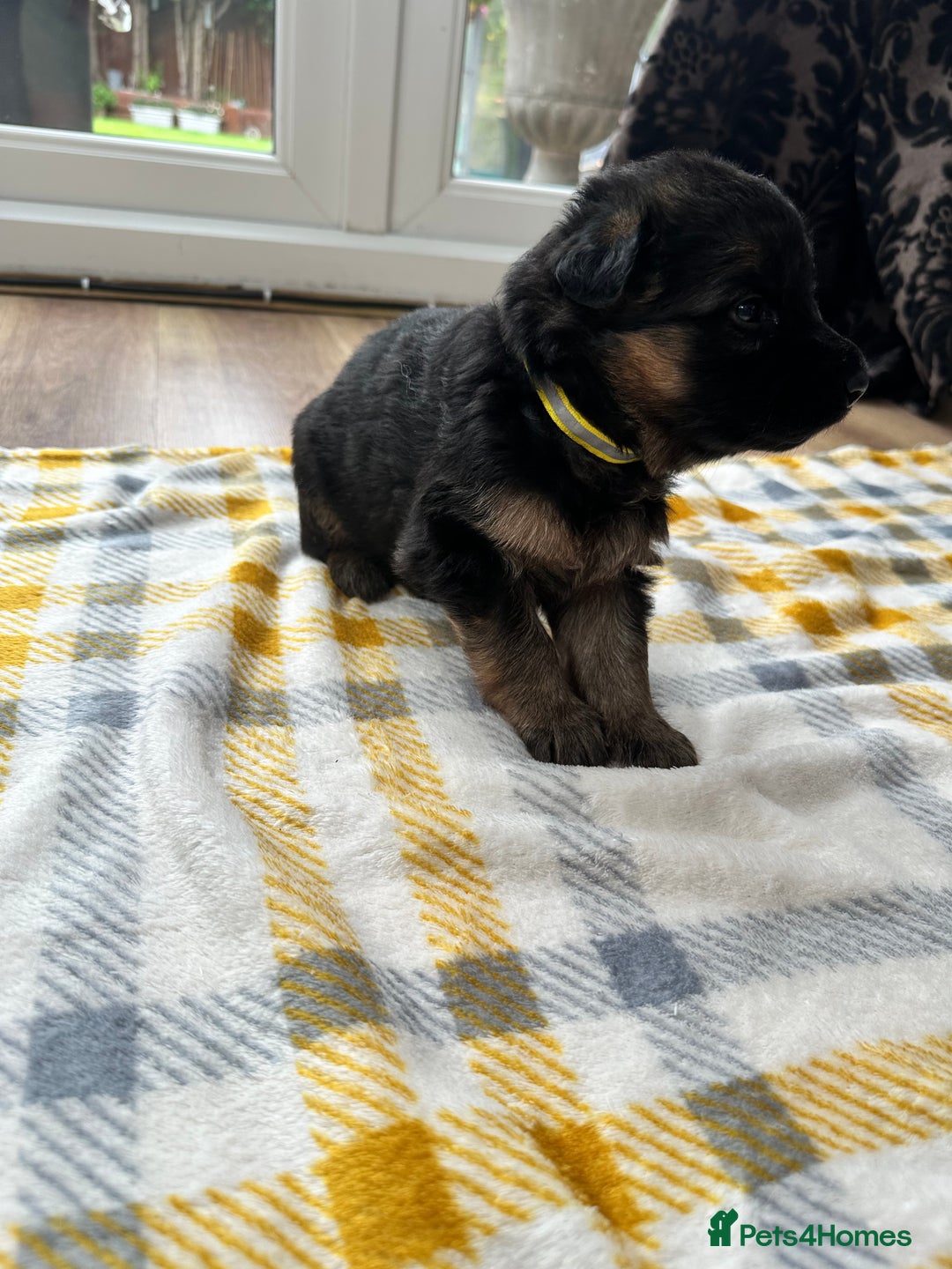 German Shepherd dogs for sale: KC show line German Shepherd puppies - Image 13
