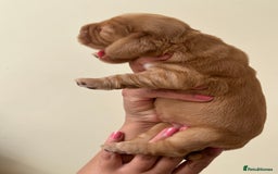 Cocker Spaniel dogs for sale: 🐾🐶 SHOW TYPE COCKER SPANIELS🐶🐾 - Image 26