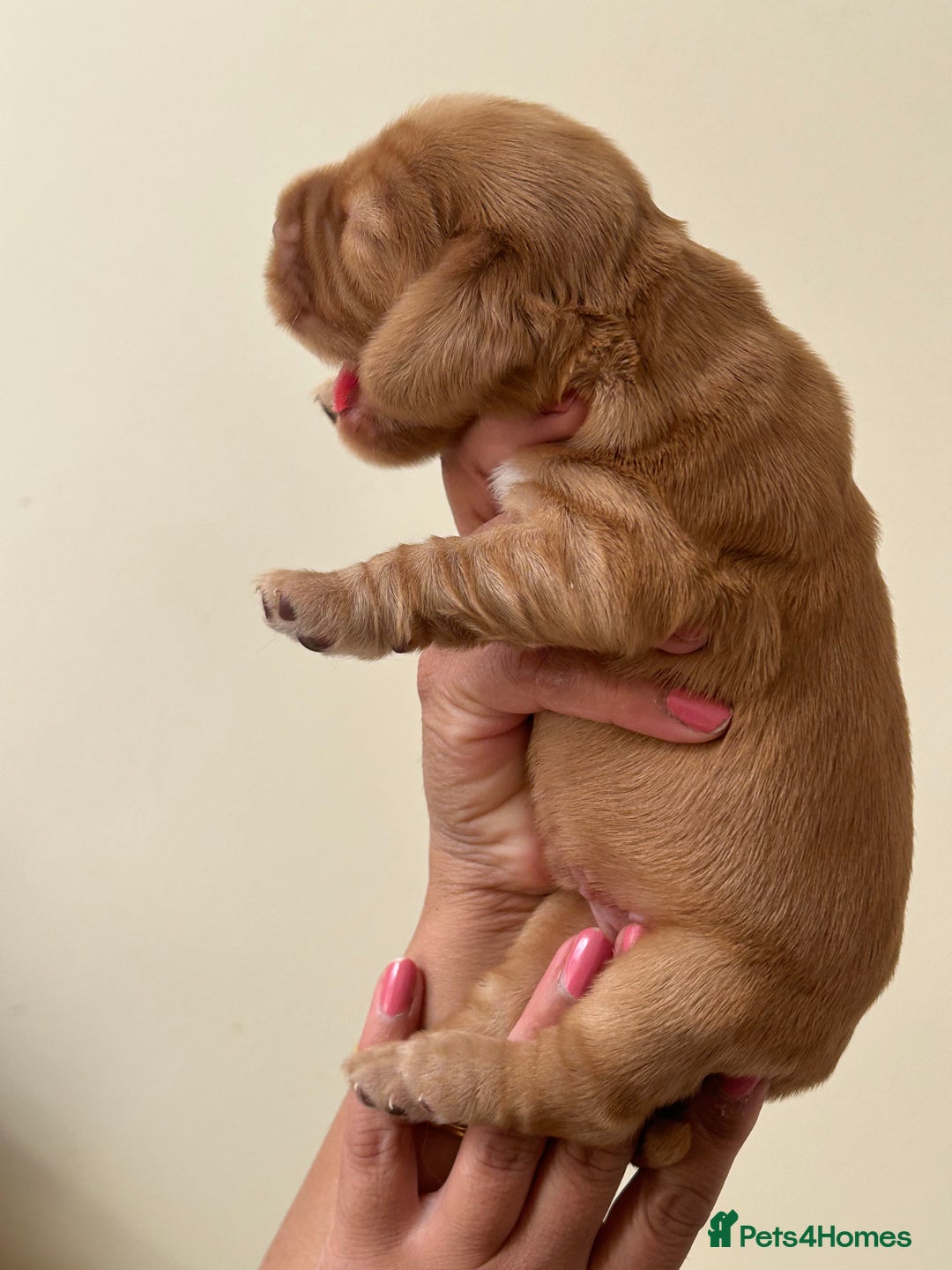 Cocker Spaniel dogs for sale: 🐾🐶 SHOW TYPE COCKER SPANIELS🐶🐾 - Image 26