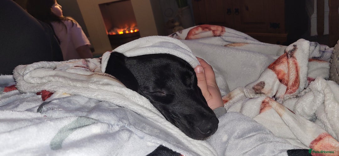 Mixed Breed dogs for sale: Very friendly Beagador called poppy - Advert 5