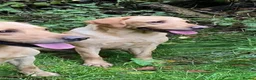 Labrador Retriever dogs for sale: Stunning, Health Tested Parents, KC Lab Puppies - Advert 16