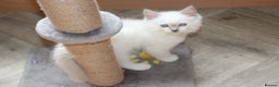 Ragdoll cats for sale: GCCF registered Ragdolls  - Advert 12