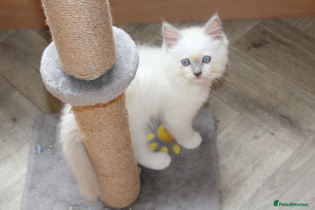 Ragdoll cats for sale: GCCF registered Ragdolls  - Advert 12