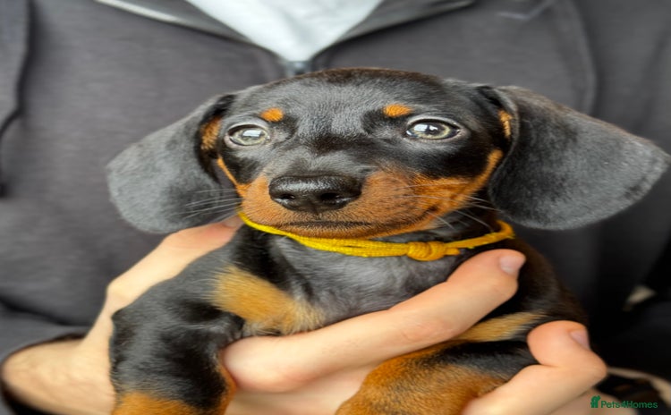 Miniature Dachshund dogs - Advert 13