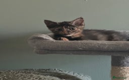Domestic Shorthair cats for sale: Cute kittens in Dagenham - Image 38