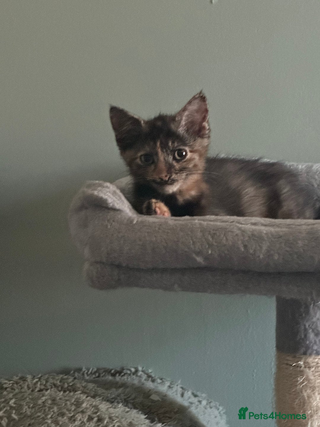 Domestic Shorthair cats for sale: Cute kittens in Dagenham - Image 38