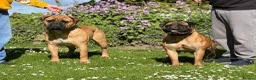 Bullmastiff dogs for sale:  Bullmastiff puppies available for loving homes in Taunton - Advert 10