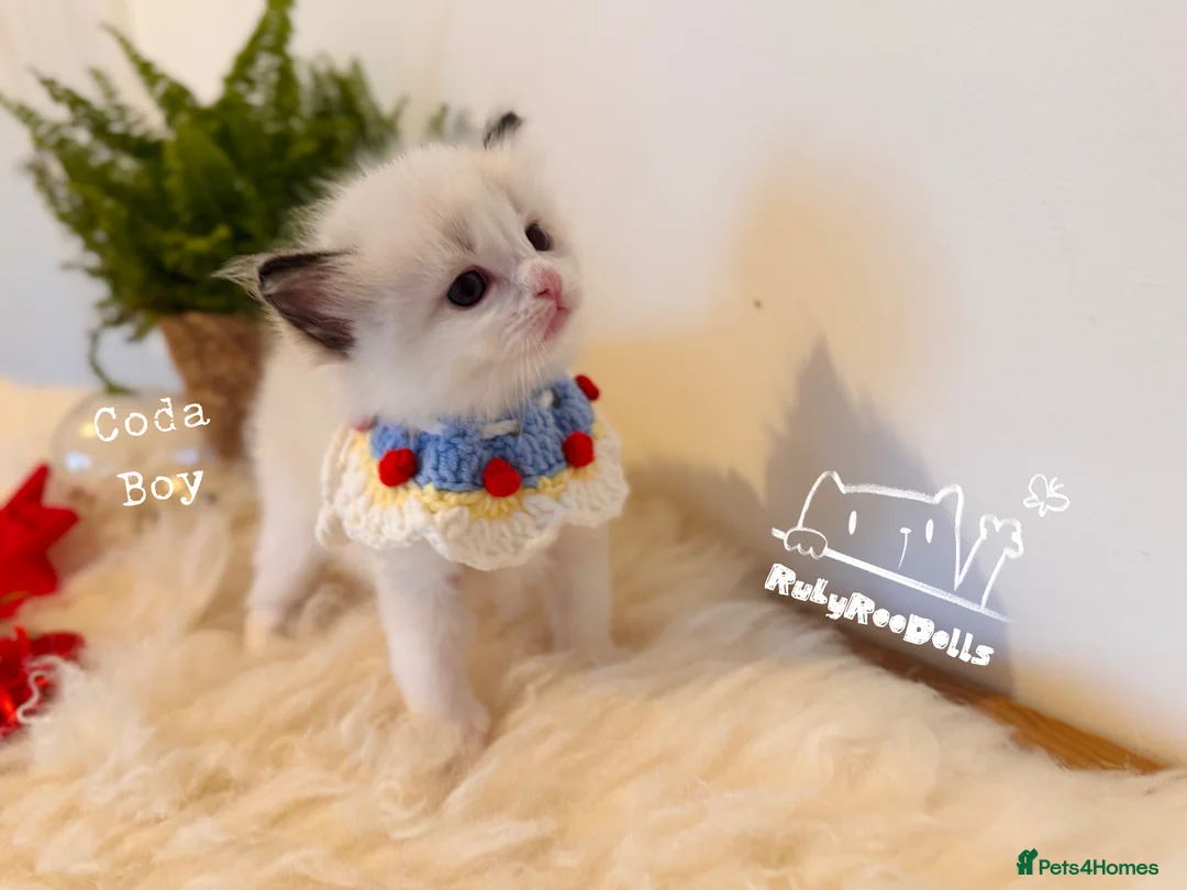 Ragdoll cats for sale: 🌟Waiting List Open🏆GCCF/TICA DNA Tested Ragdoll  - Advert 18