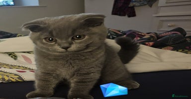 Scottish Fold cats - Advert 11