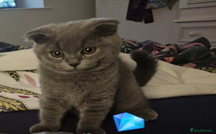 Scottish Fold cats - Advert 13