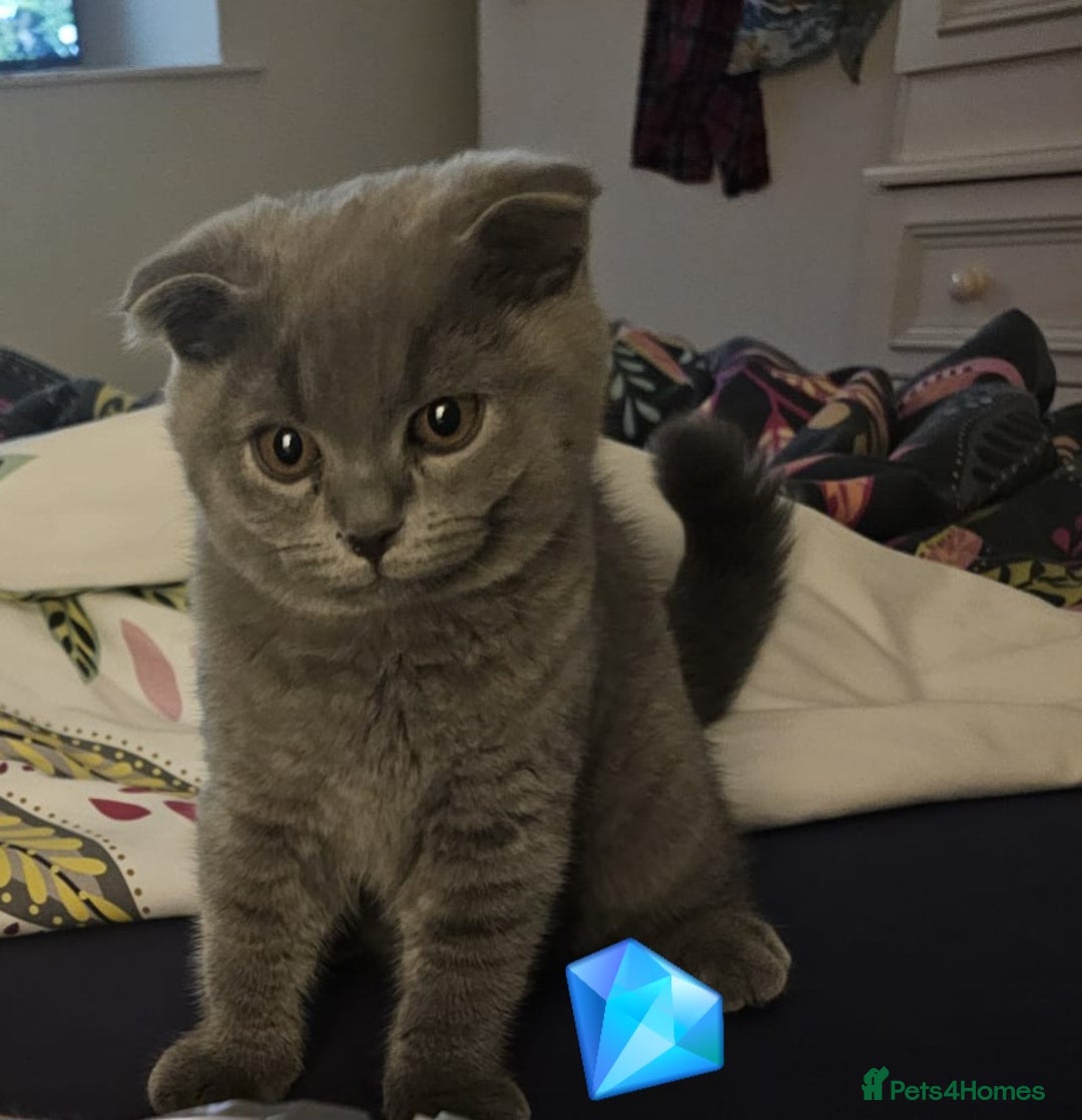 Scottish Fold cats for sale: Only 1 friendly Kitten 😸 left,smart and gentle😸 - Image 1