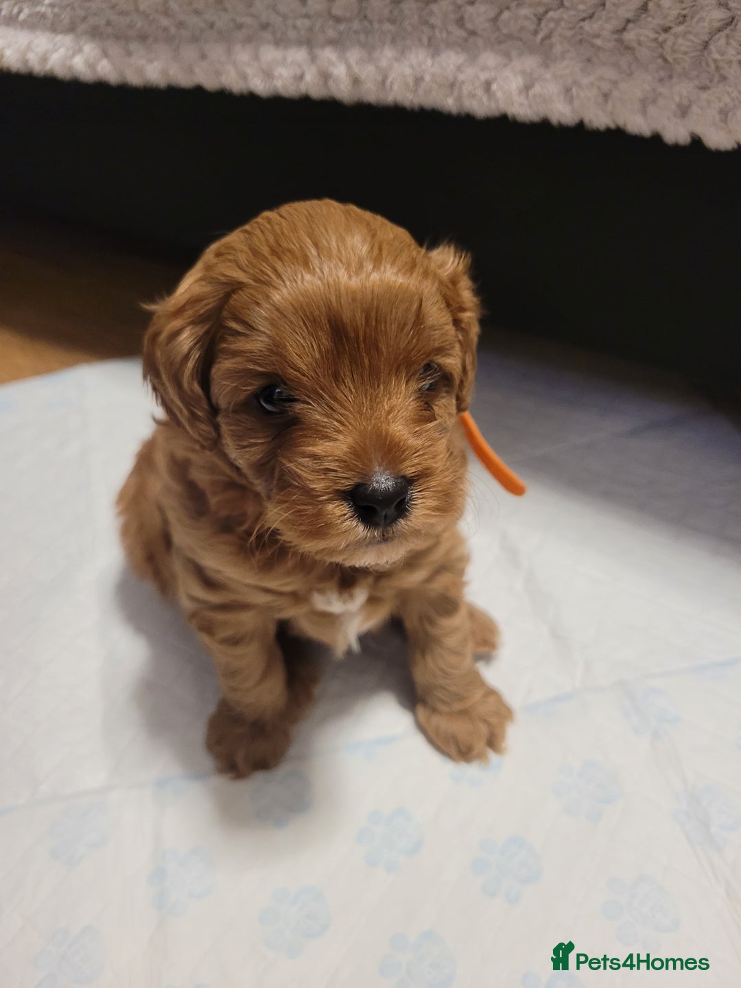Cavapoo dogs for sale: Beautiful Female Cavapoo Puppy – Ready - Advert 9