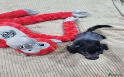 Mexican Hairless dogs for sale: Mexican hairless mini puppies for sale  - Advert 2