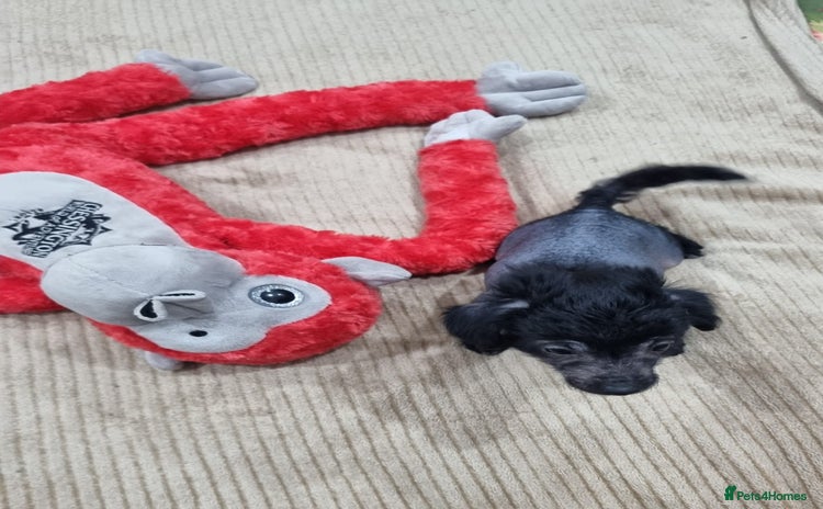 Mexican Hairless dogs Mexican hairless mini puppies for sale  - Advert 2