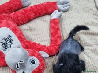 Mexican Hairless dogs Mexican hairless mini puppies for sale - Advert 2