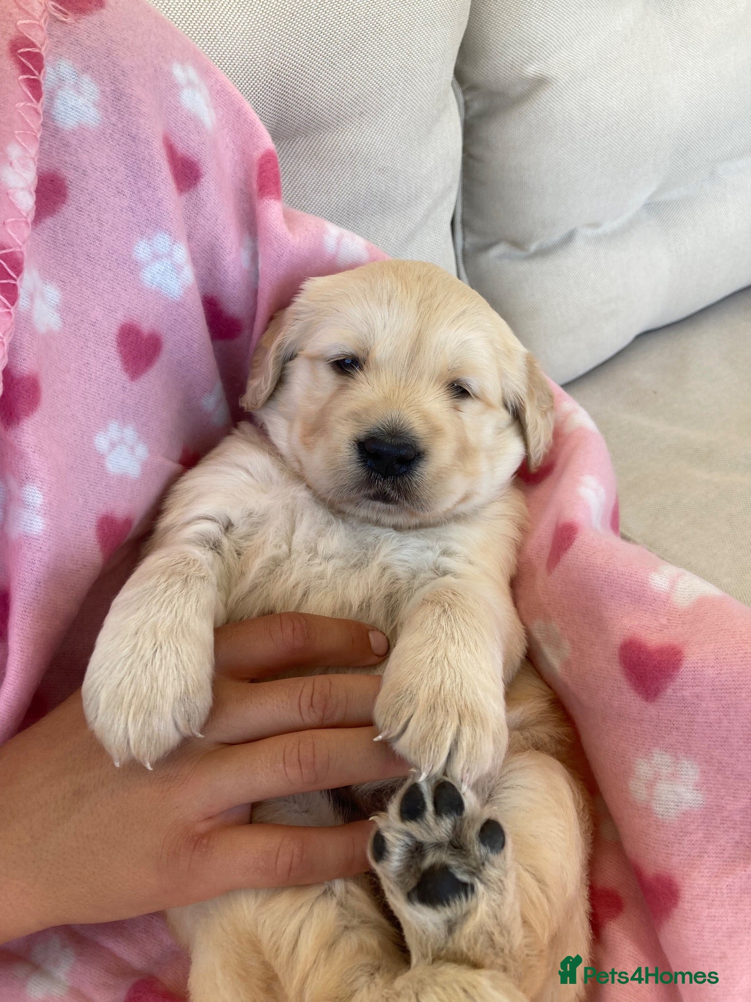 Golden Retriever dogs ⭐️Kc reg ready to leave golden retriever  - Advert 16