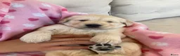 Golden Retriever dogs for sale: Chunky kc registered golden retriever puppy’s  - Advert 8