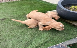 Cocker Spaniel dogs for sale: Beautiful show type cocker spaniels  in York - Image 9
