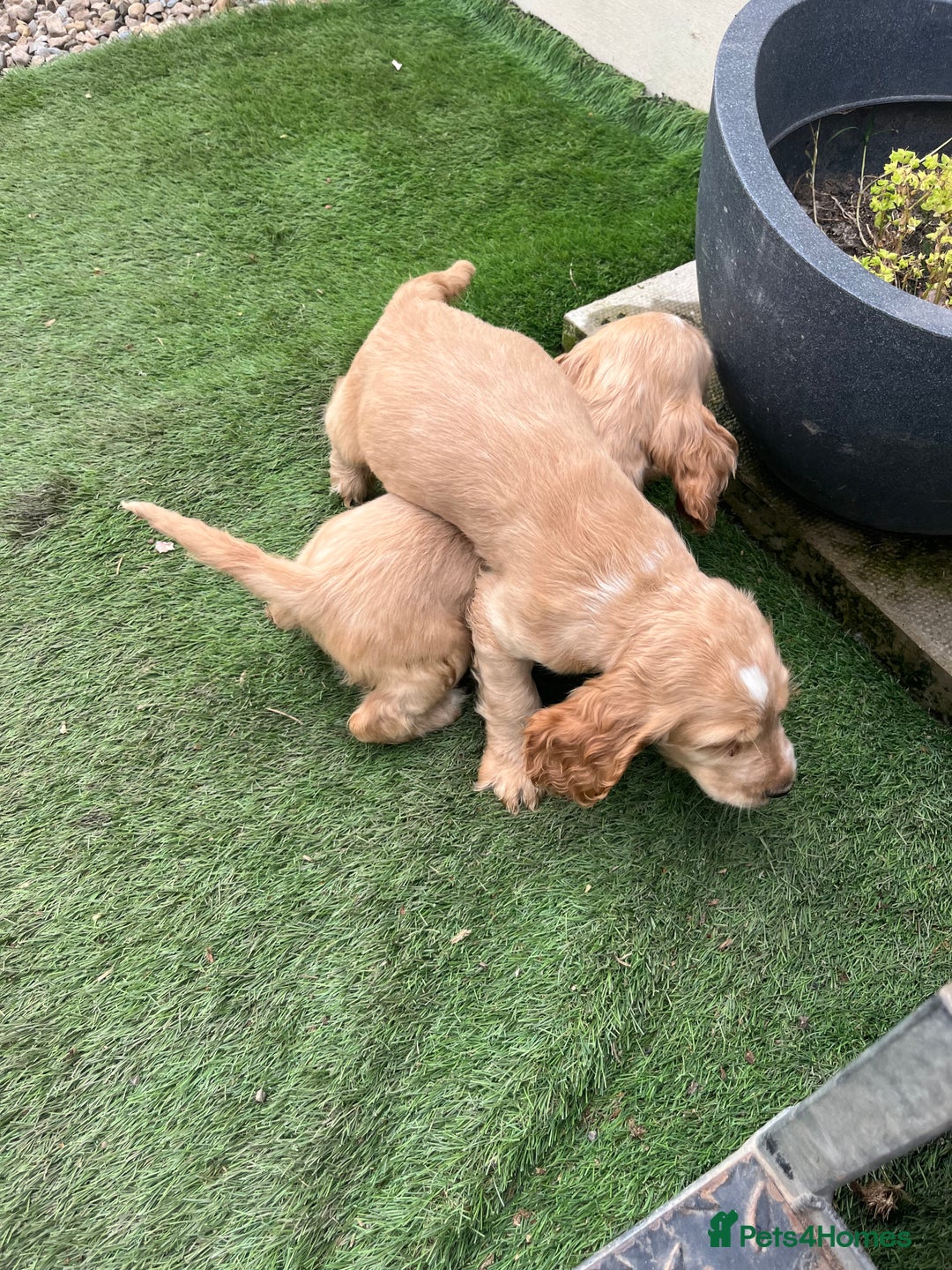 Cocker Spaniel dogs for sale: Beautiful show type cocker spaniels  in York - Image 9