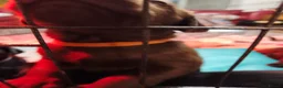 Labrador Retriever dogs for sale: Labrador Puppies Black & Chocolate Ready 31st Oct - Advert 17