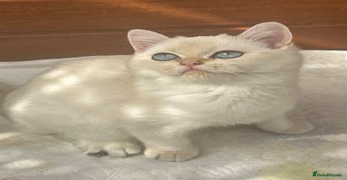 British Shorthair cats - Advert 4