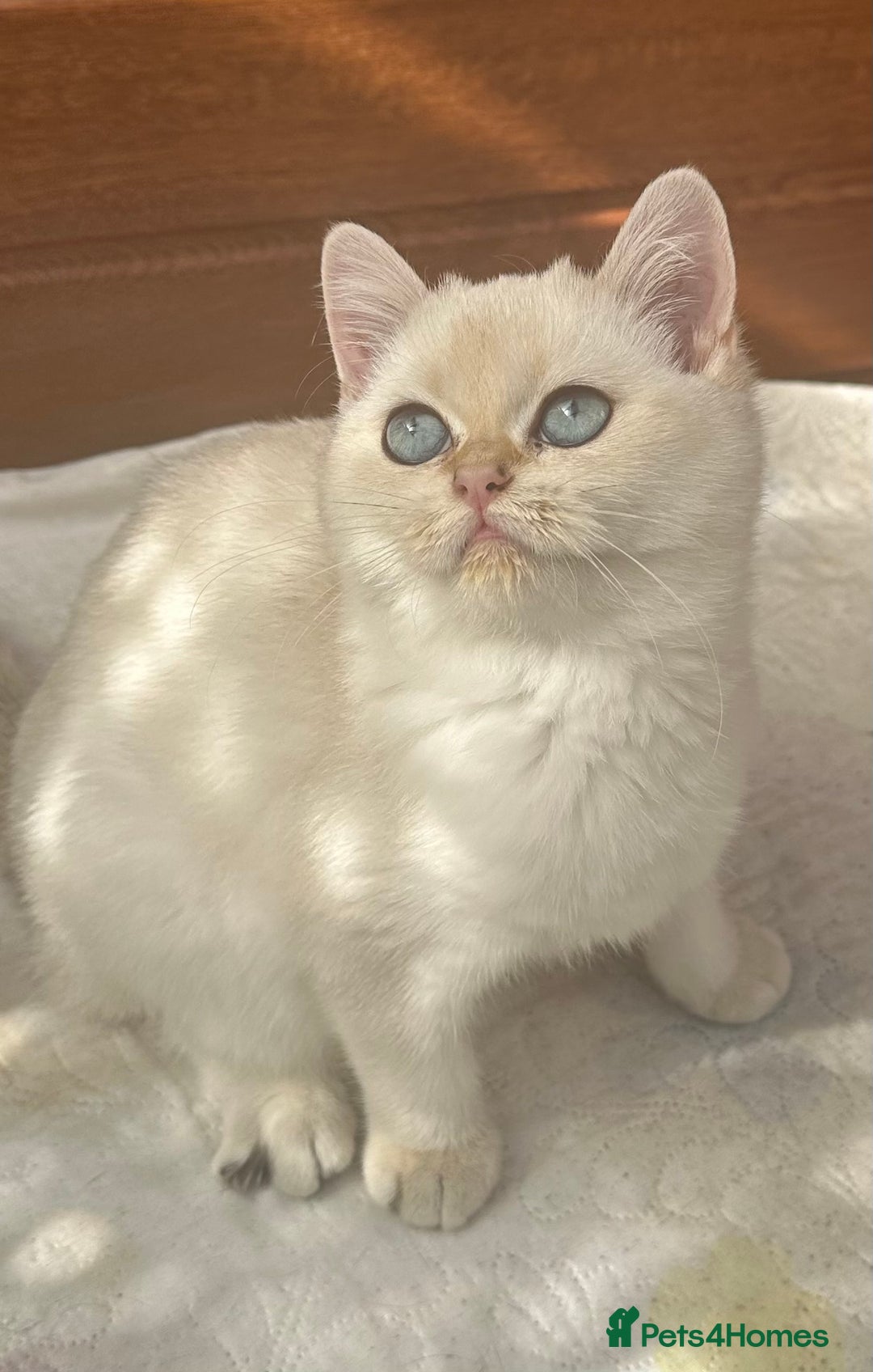 British Shorthair cats for sale: Stunning munchkin fur babies 😻🌼🌸🌺 - Image 3