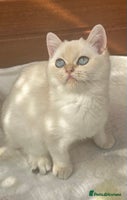 British Shorthair cats - Advert 5