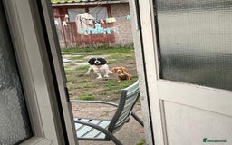 Sprocker dogs for sale: 6 month old female springer spaniel. - Image 5