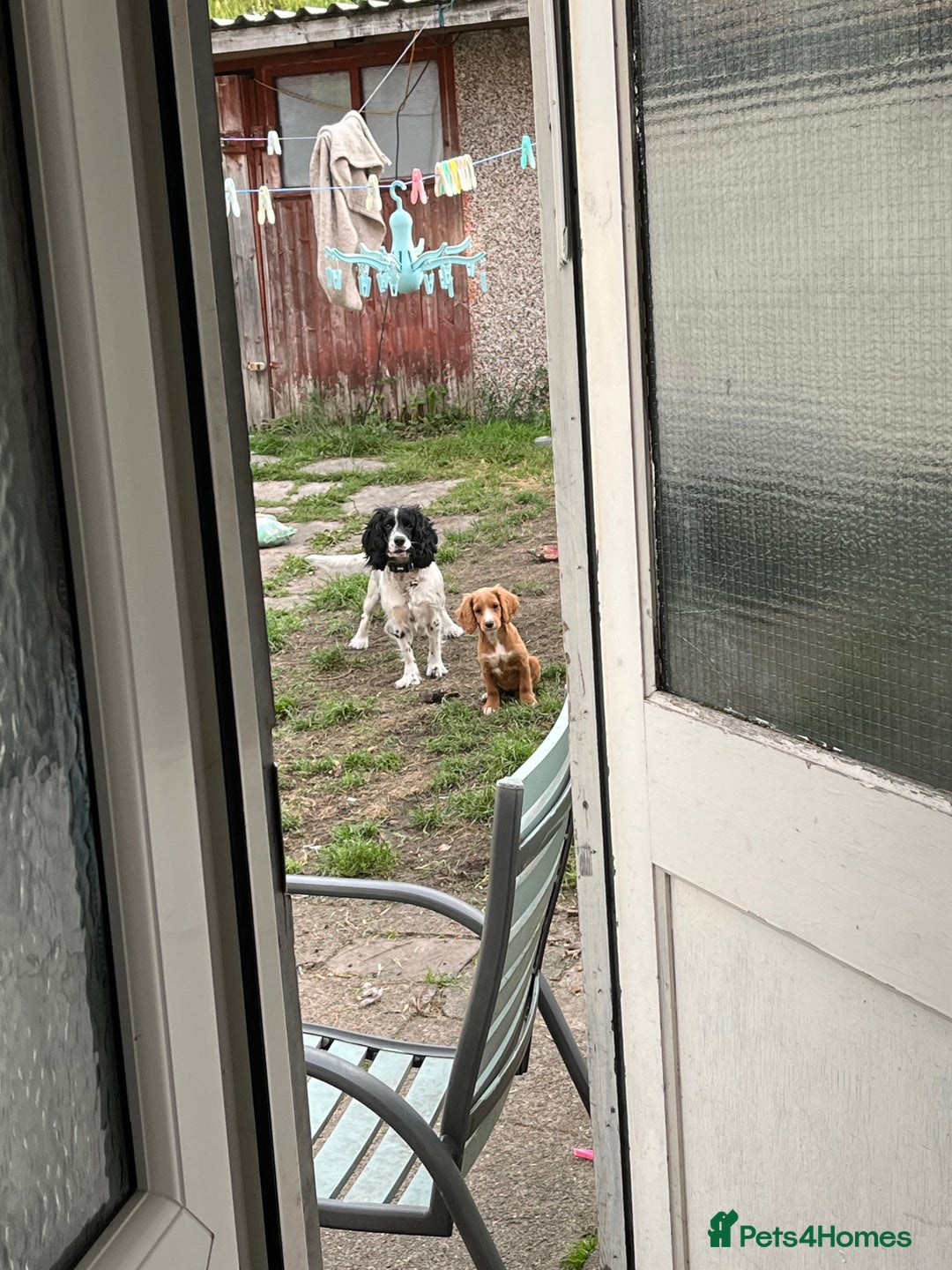 Sprocker dogs for sale: 6 month old female springer spaniel. - Image 5