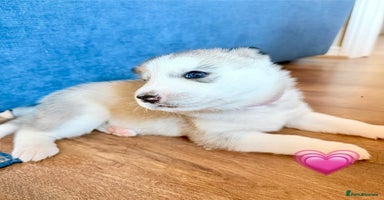 Siberian Husky dogs - Advert 14