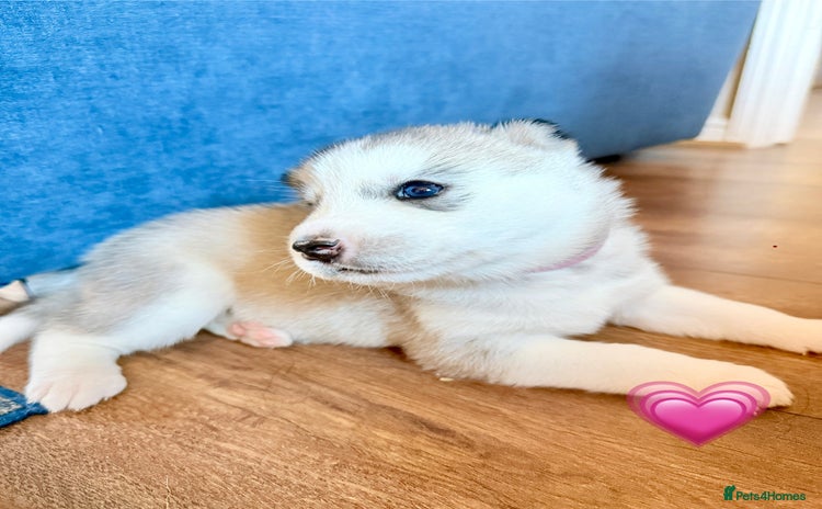 Siberian Husky dogs - Advert 2