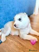 Siberian Husky dogs - Advert 14