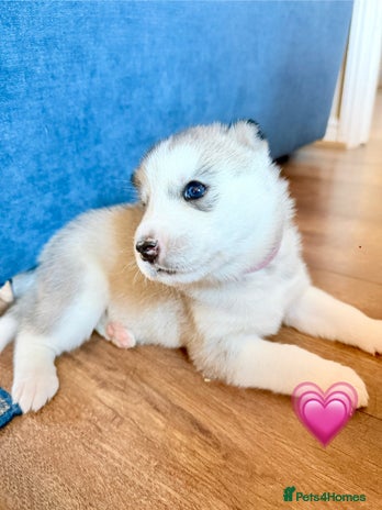 Siberian Husky dogs - Advert 2