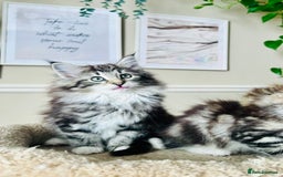 Norwegian Forest Cat cats for sale: Full FIFe pedigree Norwegian Forest Kittens  in Normanton - Image 37